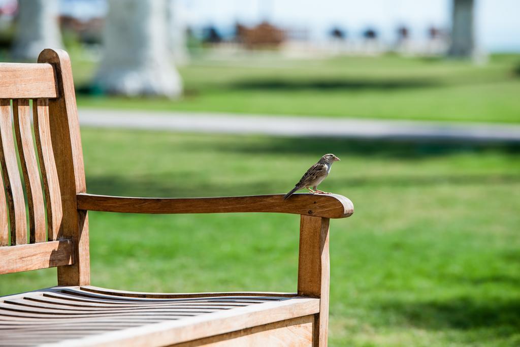 Sealine Beach, A Murwab Resort มีไซอีด ภายนอก รูปภาพ A sparrow on a bench